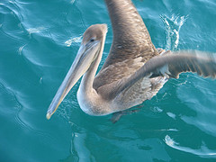 The Most Beautiful Place on Earth: The Galapagos Islands