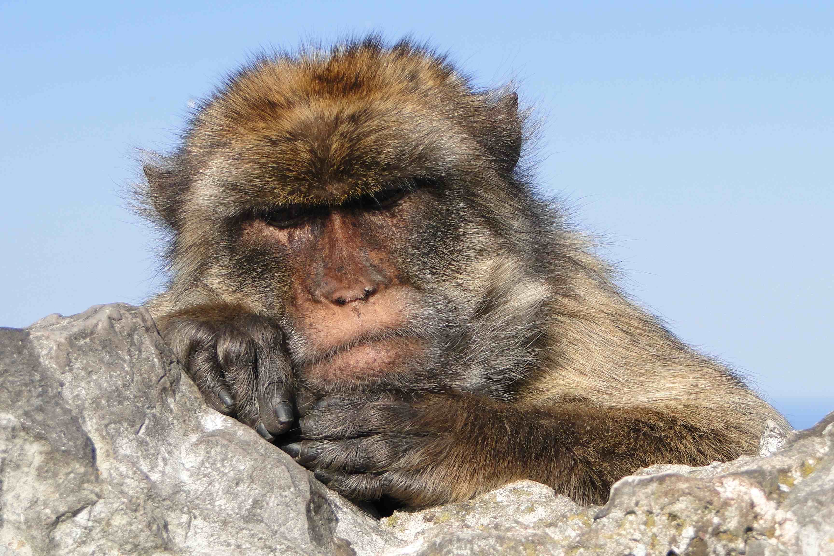 Portrait of Barbary Ape (photo courtesy of Adam Jones)