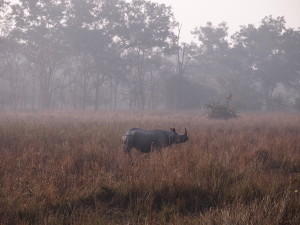 Pobitora Wildlife Sanctuary in Assam