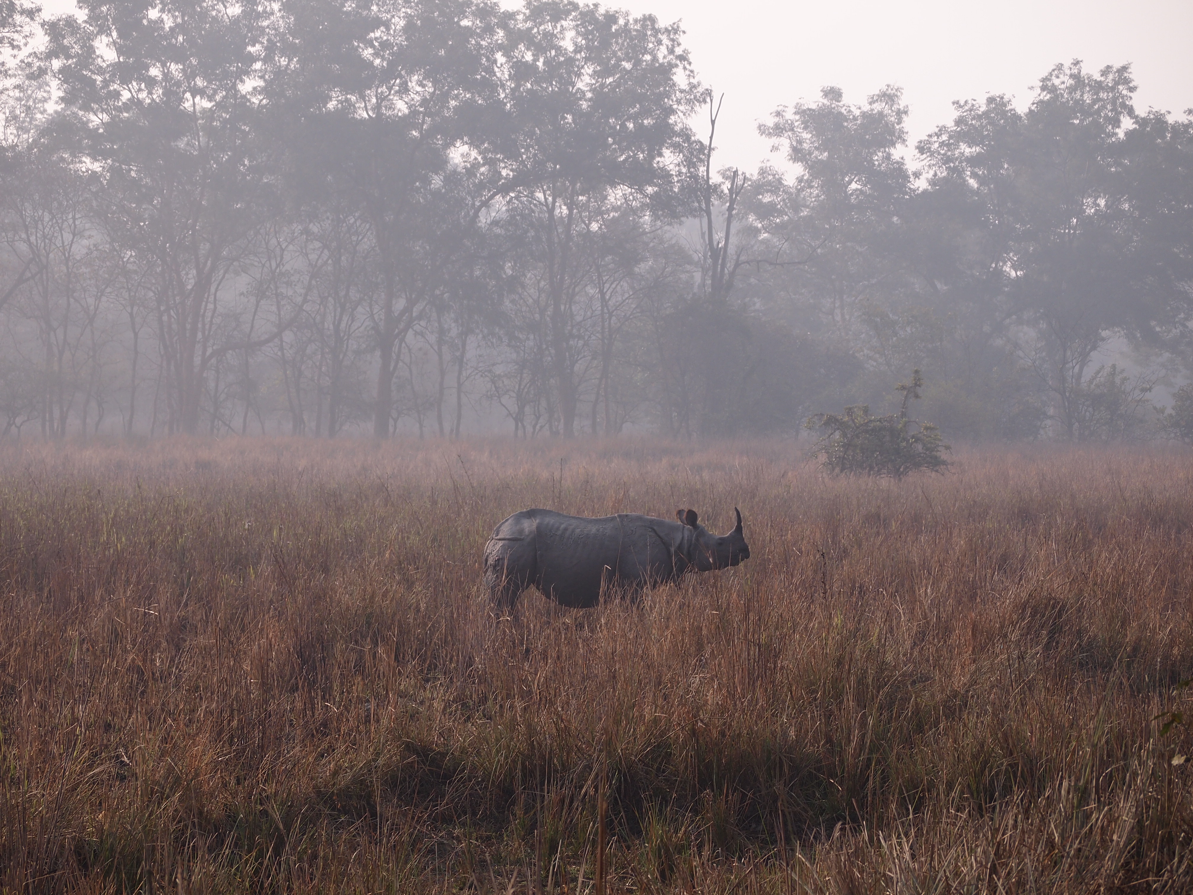 Pobitora Wildlife Sanctuary Assam Essential Travel Guide