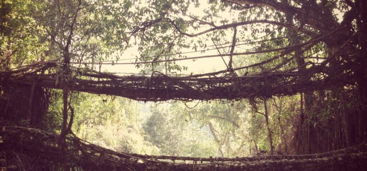 Meghalaya: Root bridges and climacophobia