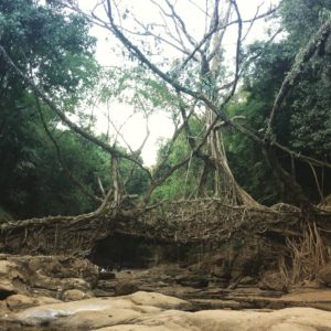 Riwai root bridge